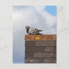 Bra Morgon Pigeon Vykort