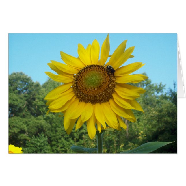 Bra Morgon Sunshine Hälsningskort (Framsidan Horizontal)