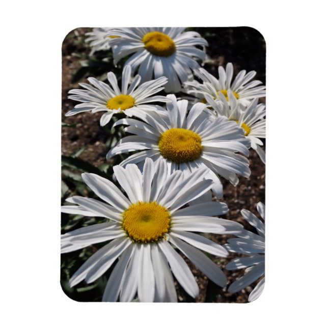 Bra Morgons Daisy Magnet (Vertikal)