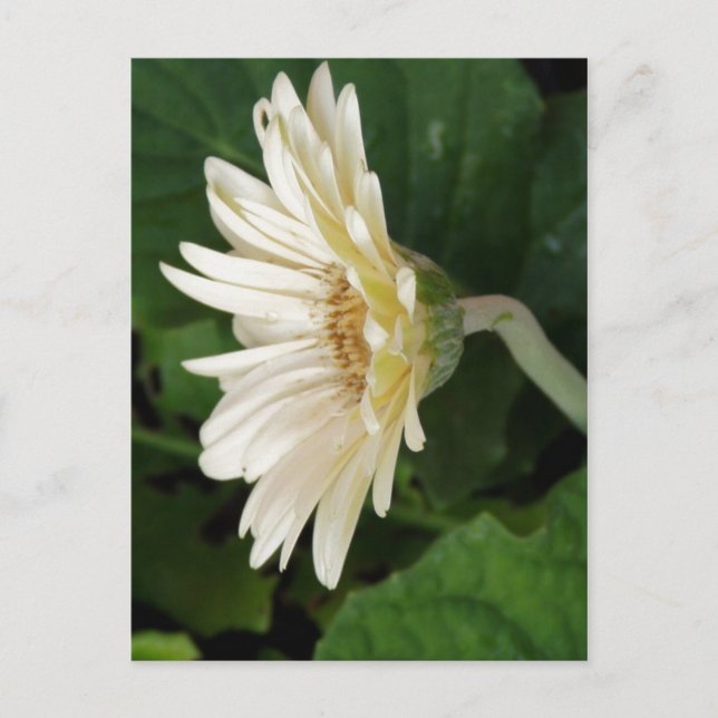 Bra Morgons Daisy Vykort (Framsida)