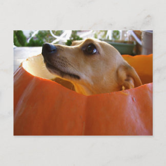 Bra Rufus Pumpkin-vykort Vykort