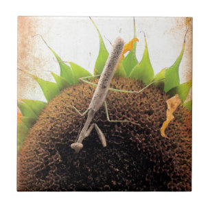 Bräande efter solskin kakelplatta