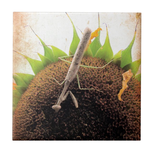 Bräande efter solskin kakelplatta (Framsidan)