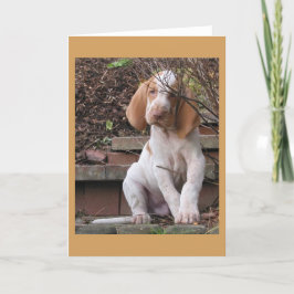 Bracco Italiano hälsningkort Kort