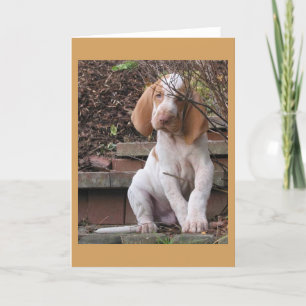 Bracco Italiano hälsningkort Kort