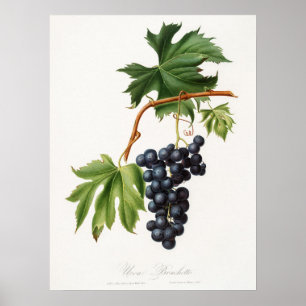 Brachetto-druva av Giorgio Gallesio Poster