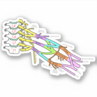 Brachial Plexus Klistermärken