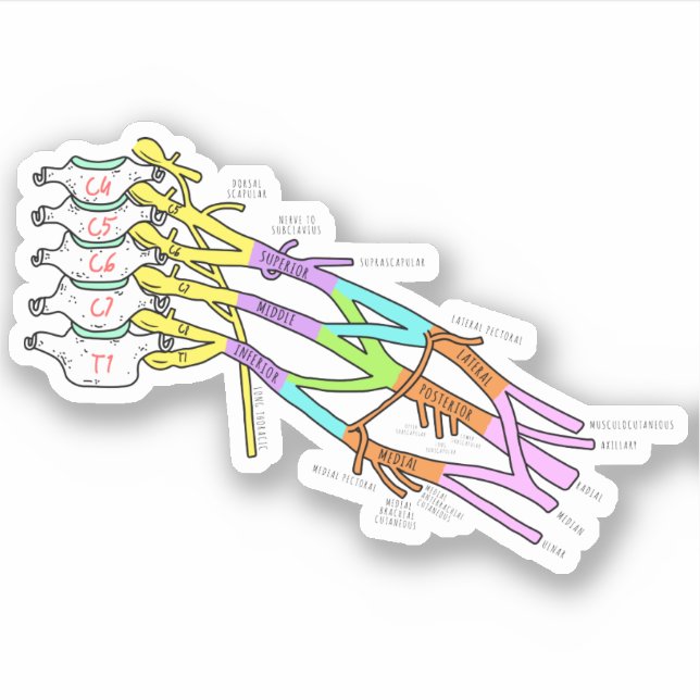 Brachial Plexus Klistermärken (Framsida)