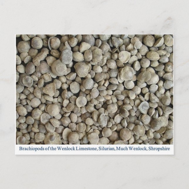 Brachiopodfossilar från Wenlock Limestone Vykort (Framsida)