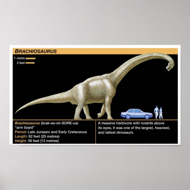 Brachiosaurus - Biologi Juraperioden Poster (Framsidan)