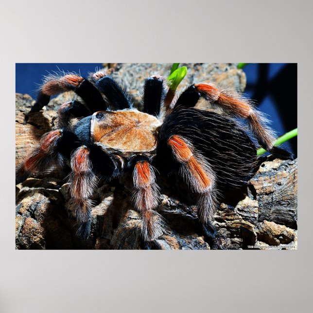 Brachypelma boehmei poster (Framsidan)