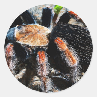 Brachypelma boehmei runt klistermärke