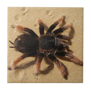 Brachypelma tarantelspindel i sand kakelplatta