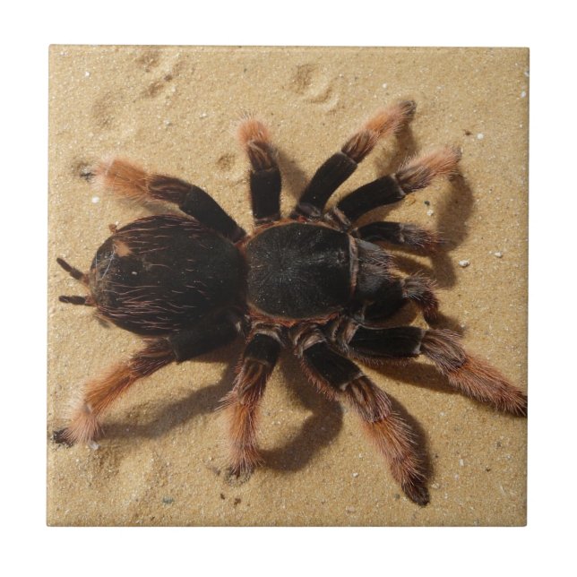 Brachypelma tarantelspindel i sand kakelplatta (Framsidan)