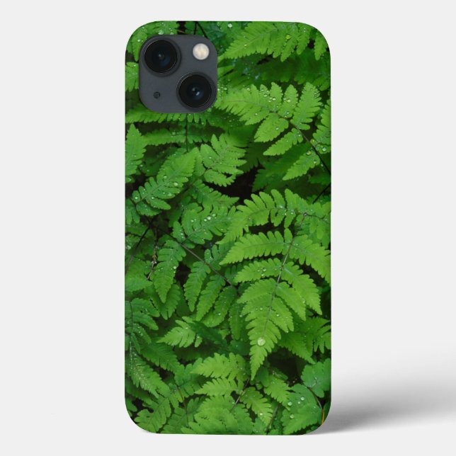 Bracken fern med regn, delstaten Washington (Baksida)