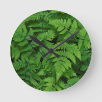 Bracken fern med regn, delstaten Washington
