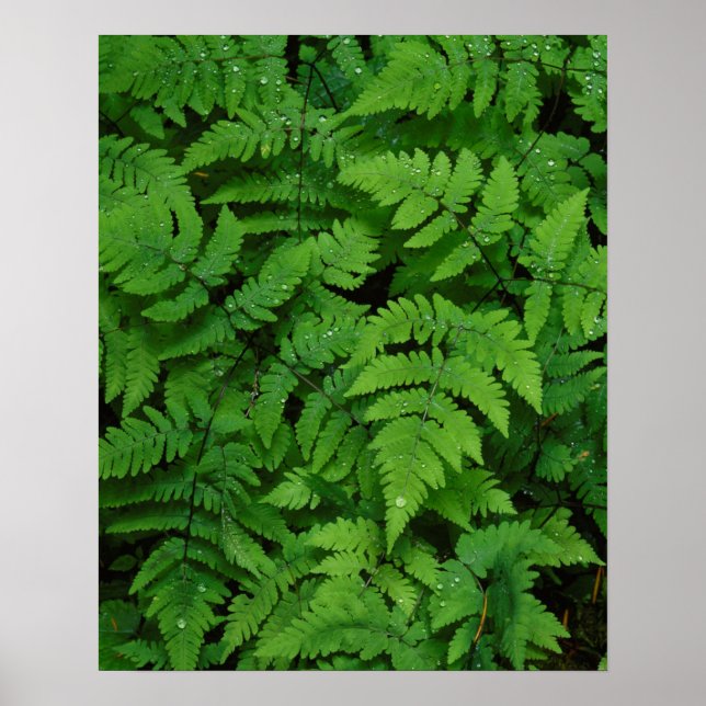 Bracken fern med regndroppar, delstaten Washington Poster (Framsidan)