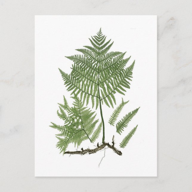 Bracken Vykort (Framsida)