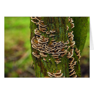 Bracket Funghi Hälsningskort