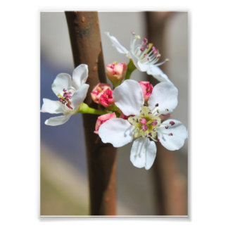 Bradford Pear blommar Fototryck