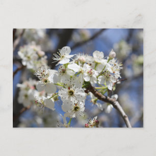 BRADFORD PEAR-BLOMMAR VYKORT