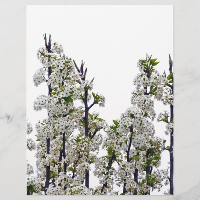 Bradford Pear Blommars (Framsida)