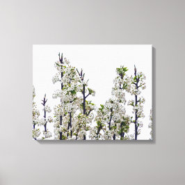 Bradford Pear Blommars Canvastryck