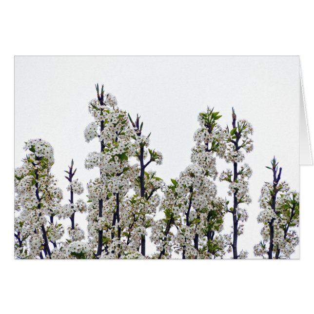 Bradford Pear Blommars Hälsningskort (Framsidan Horizontal)