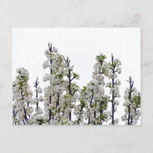 Bradford Pear Blommars Vykort