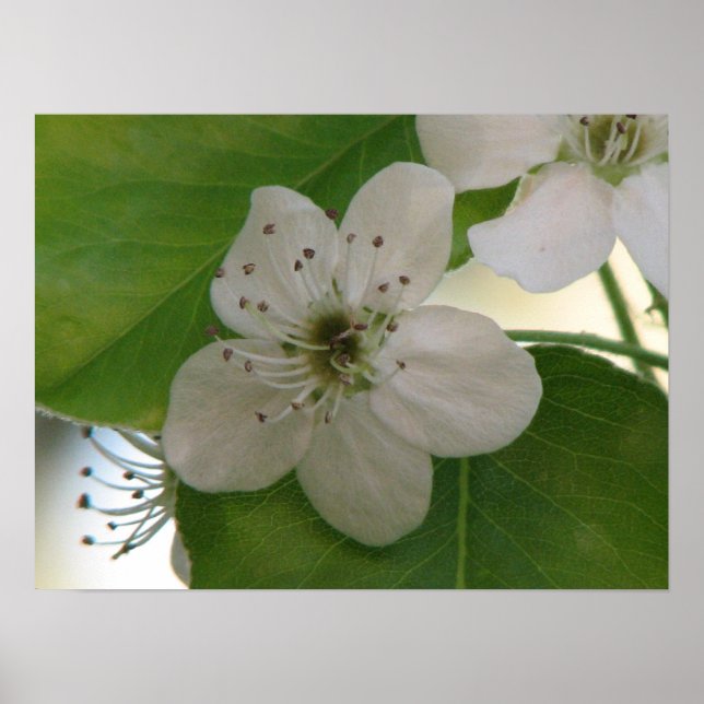 Bradford Pear Bloom Poster (Framsidan)