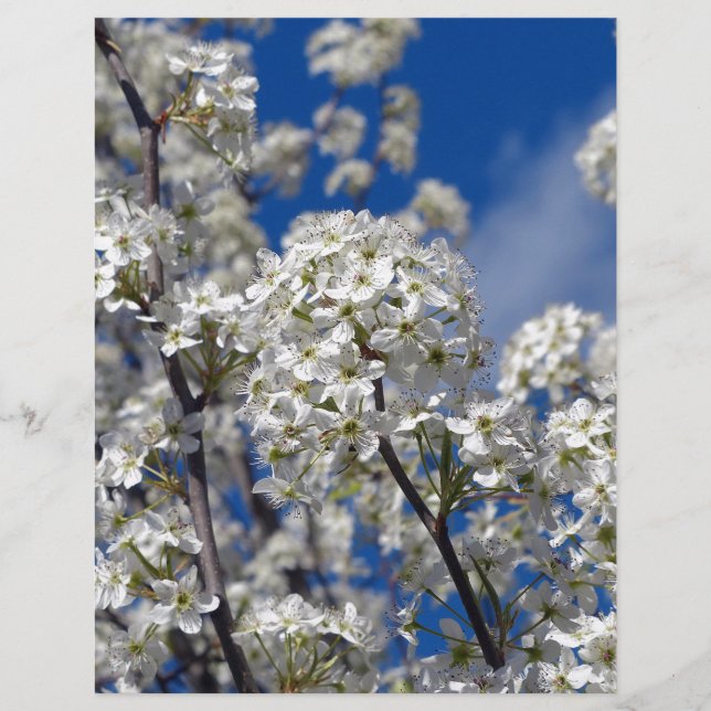 Bradford Pear Blooms (Framsida)