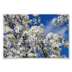 Bradford Pear Blooms Fototryck