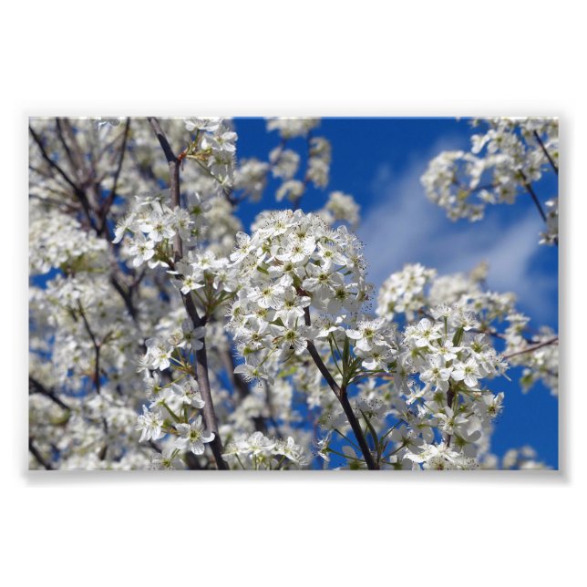 Bradford Pear Blooms Fototryck (Framsidan)