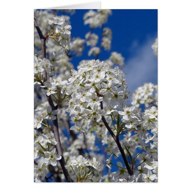 Bradford Pear Blooms Hälsningskort (Framsidan)