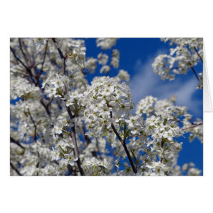 Bradford Pear Blooms Hälsningskort