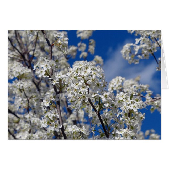 Bradford Pear Blooms Hälsningskort (Framsidan Horizontal)