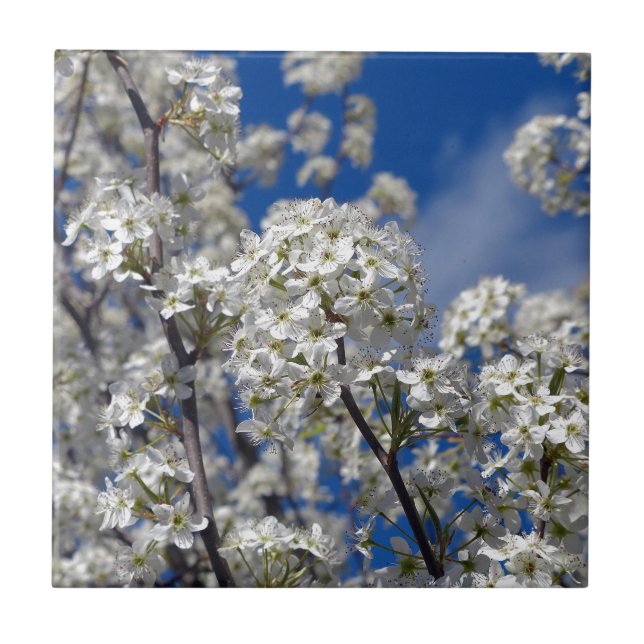 Bradford Pear Blooms Kakelplatta (Framsidan)