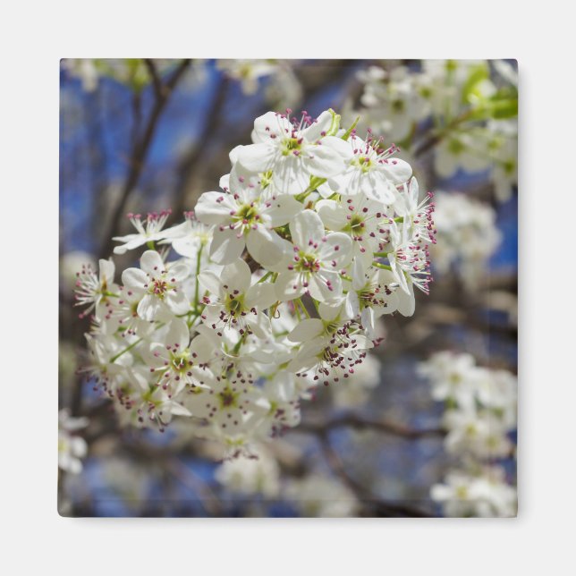 Bradford Pear Blooms Magnet (Framsidan)