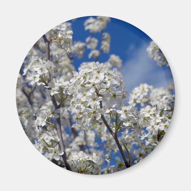 Bradford Pear Blooms Magnet (Framsidan)