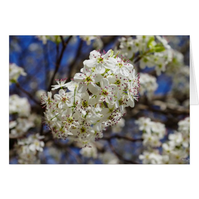 Bradford Pear Blooms OBS Kort (Framsidan Horizontal)