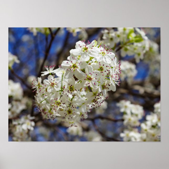 Bradford Pear Blooms Poster (Framsidan)