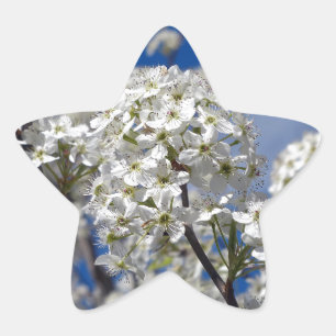 Bradford Pear Blooms Stjärnformat Klistermärke