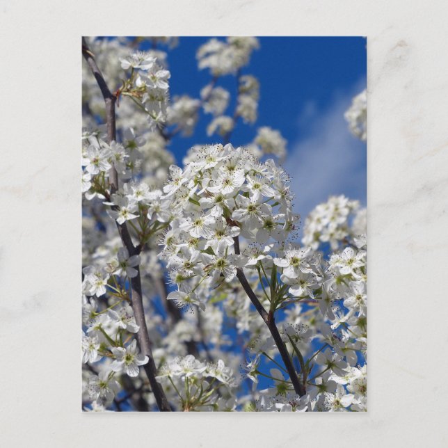 Bradford Pear Blooms Vykort (Framsida)