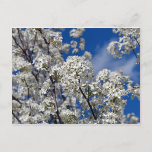 Bradford Pear Blooms Vykort