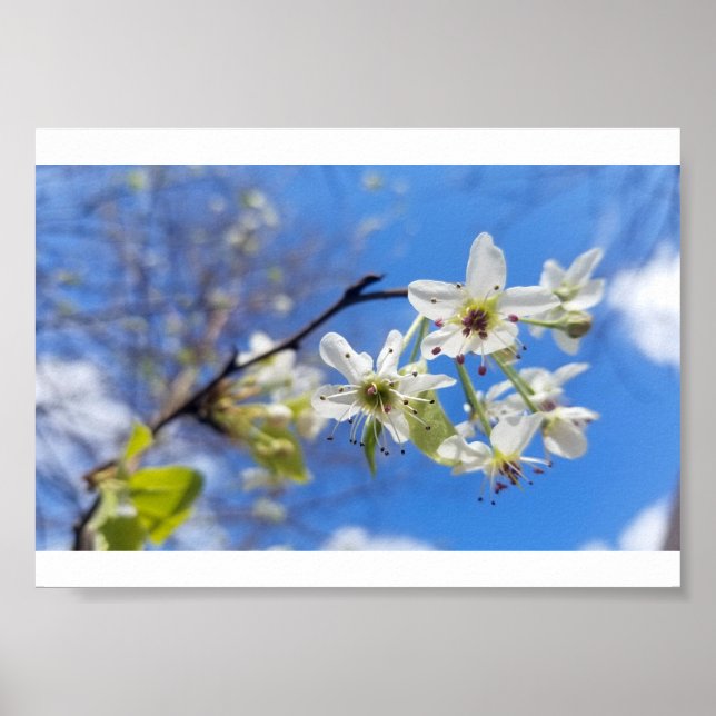 Bradford Pear Poster (Framsidan)