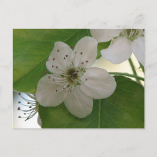 Bradford Pear Träd Bloom Vykort