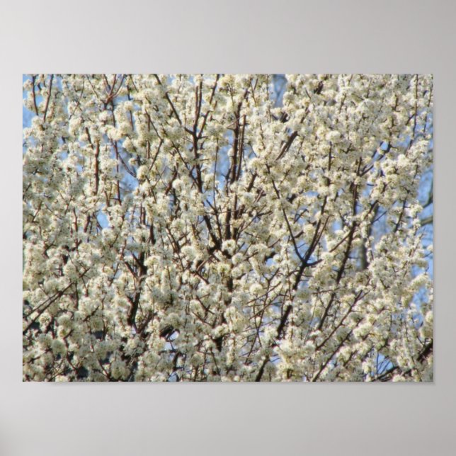 Bradford Pear Träd Blooms Poster (Framsidan)