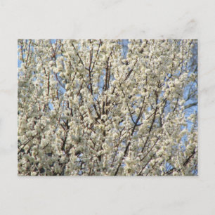 Bradford Pear Träd Blooms Vykort
