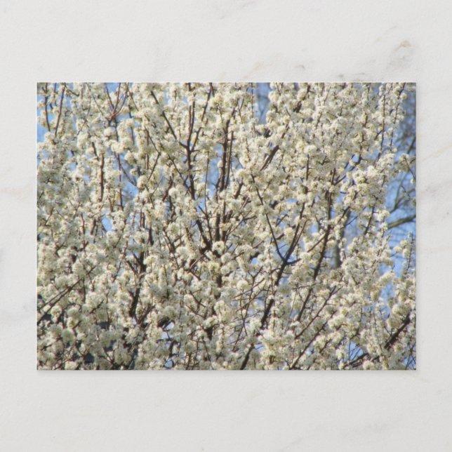 Bradford Pear Träd Blooms Vykort (Framsida)