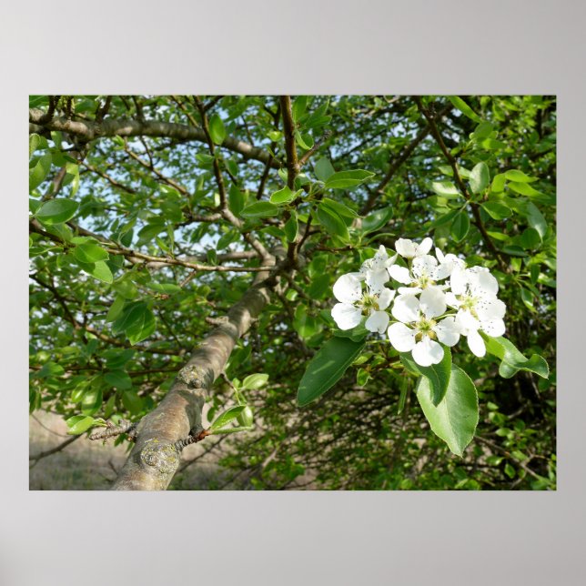 Bradford Pear träd - Poster (Framsidan)